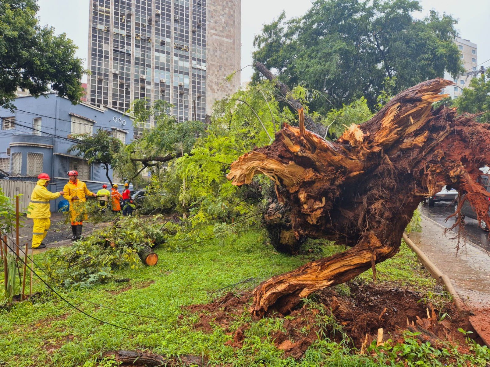 Entre a manhã de quinta-feira (22/1) e a de hoje, o Corpo de Bombeiros atendeu quase 40 ocorrências relacionadas a queda de árvores na Grande BH-Jair Amaral/EM/DA Press
