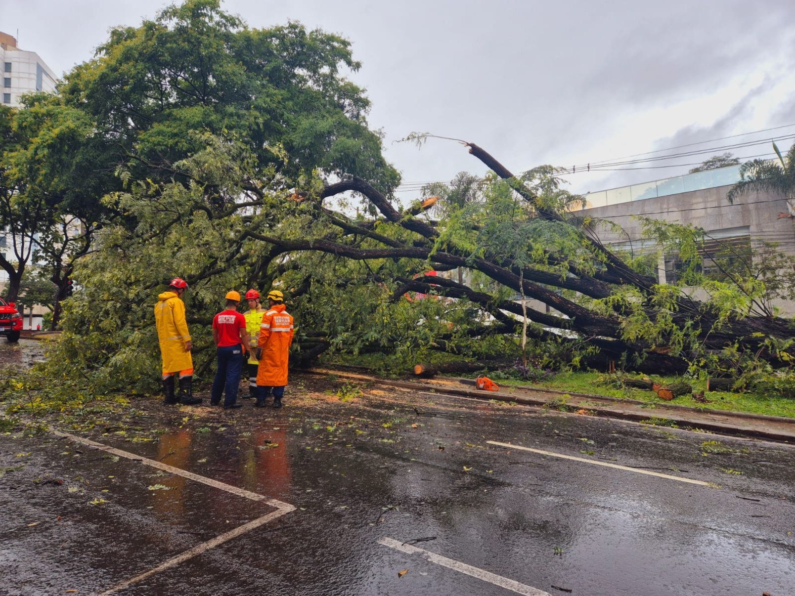 Entre a manhã de quinta-feira (22/1) e a de hoje, o Corpo de Bombeiros atendeu quase 40 ocorrências relacionadas a queda de árvores na Grande BH-Jair Amaral/EM/DA Press