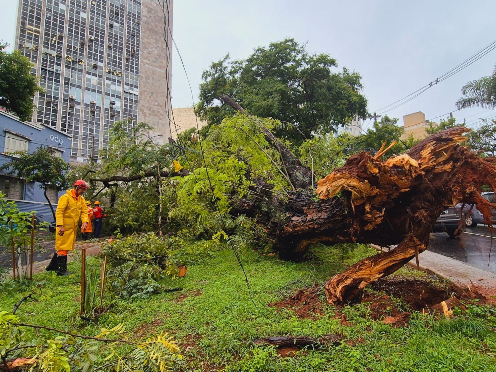 Entre a manhã de quinta-feira (22/1) e a de hoje, o Corpo de Bombeiros atendeu quase 40 ocorrências relacionadas a queda de árvores na Grande BH-Jair Amaral/EM/DA Press