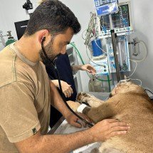 Onça-parda ferida é resgatada às margens de estrada no interior de Minas - Corpo de Bombeiros/divulgação