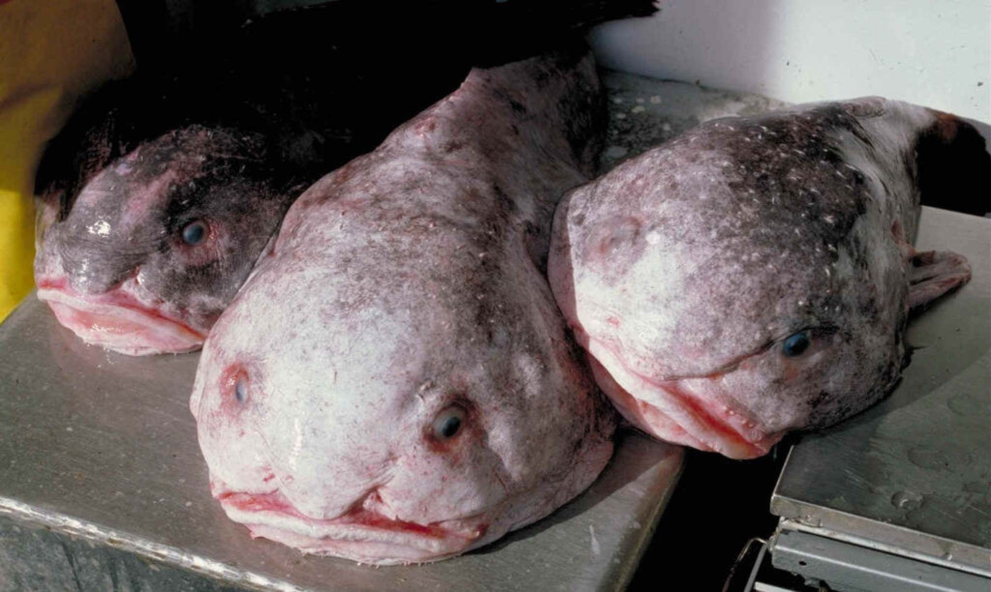 Blobfish: O Peixe-Bolha que desafia a gravidade e a beleza - Portal Giro 10