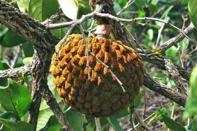 <p>Símbolo de resistência no Cerrado, o marolo perdeu espaço com a ascensão do café no Brasil, porém voltou a ter destaque nos anos 1980. Conhecido por suas propriedades anti-inflamatórias, o fruto faz parte da identidade de Paraguaçu, município do sul de Minas.</p>
 -  (crédito: - Divulgação iNaturalist)