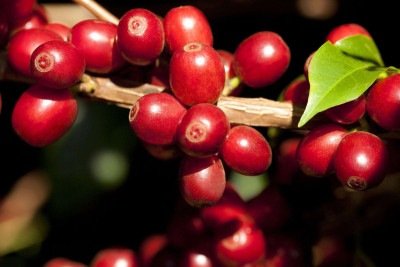 Minas é o maior produtor e exportador de café do mundo, e o café verde não tem tarifas para entrar na Europa -  (crédito: Reprodução)
