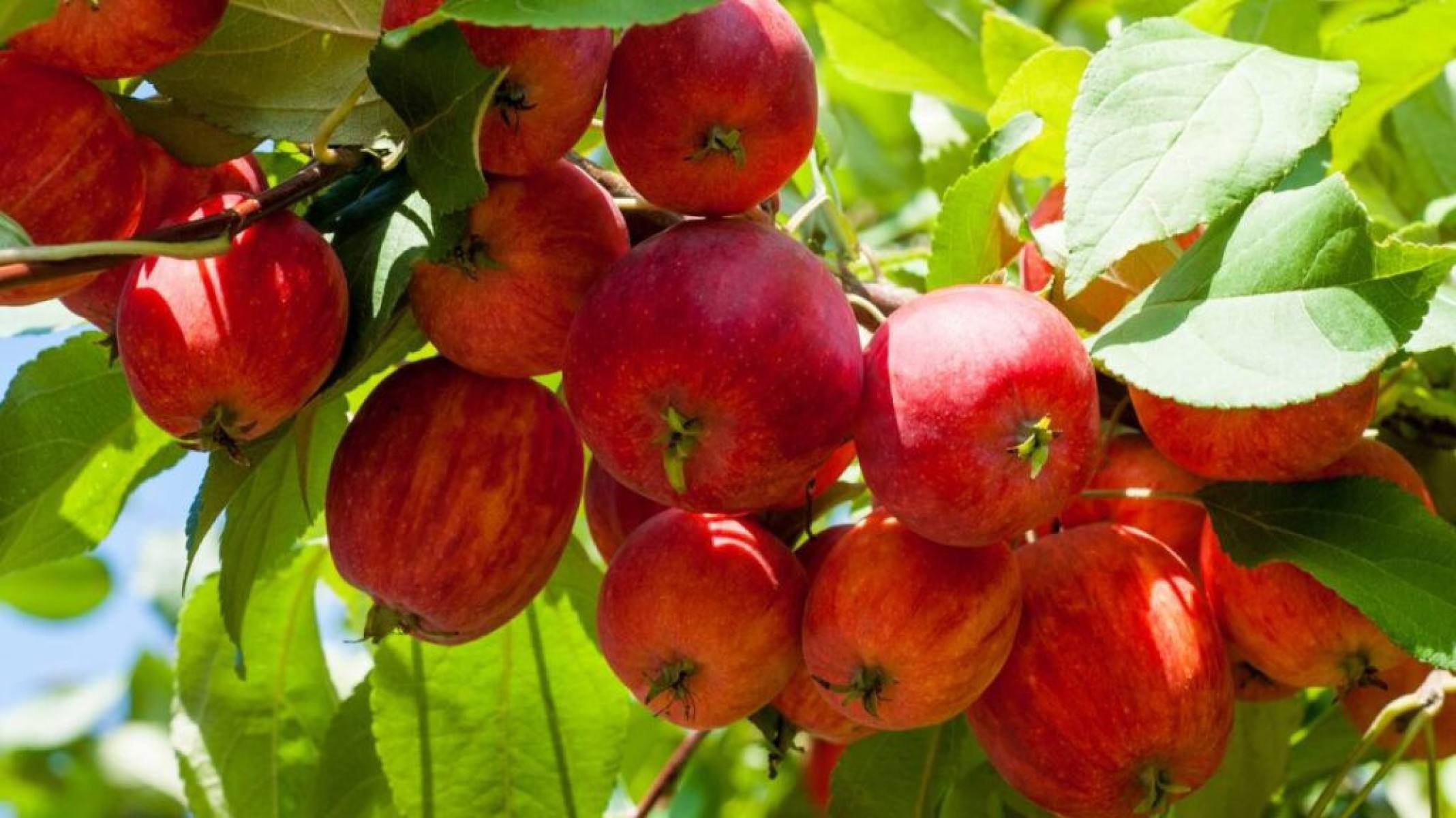 Saúde em foco: pectina, a fibra que faz bem ao corpo - Portal Giro 10