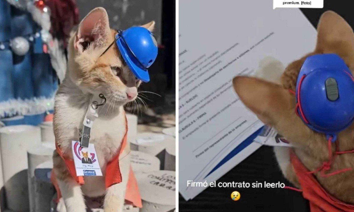 Gerente de apoio emocional, gato laranja tem uniforme e at&eacute; contrato de trabalho