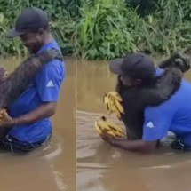 Pra quem não viu: Chimpanzé reconhece antigo cuidador, corre para abraçá-lo e viraliza - Reprodução redes sociais ONG Papaye International