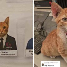 Gato adotado ganha crachá de gerente de apoio emocional em empresa - TikTok / reprodução