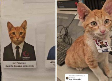 Miauricio ganhou crachá e foto no quadro de funcionários -  (crédito: TikTok / reprodução)