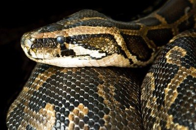 <p>Um grupo de cientistas fez uma descoberta surpreendente sobre o “bafo de jiboia”, expressão popular para o som intimidador que essa espécie de serpente emite. De acordo com o estudo, esses répteis fazem um ruído branco (sem frequência definida) e têm uma “voz” individual, ou personalizada.</p>
 -  (crédito: Imagem de Ian Lindsay por Pixabay )