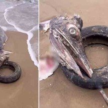 Os peixes mais rápidos do mundo - Reprodução de Rede Social