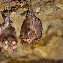 Espécie de morcego que havia sumido há cinco décadas reaparece e surpreende pesquisadores - Armando Caldas - Flickr