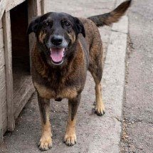 Dois adolescentes suspeitos de atacar o cão Orelha estão na Disney - Reprodução
