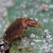 Sem predadores naturais, percevejo marrom asiático ameaça mais de 170 plantas no Brasil - wikimedia commons AfroBrazilian