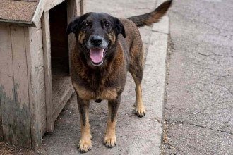 Dois adolescentes suspeitos de atacar o cão Orelha estão na Disney