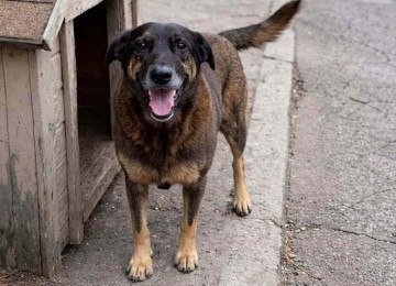 O cão Orelha vivia há cerca de 10 anos na Praia Brava e era cuidado pela comunidade -  (crédito: Reprodução)
