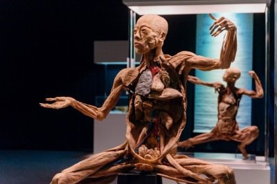 Mais do que uma exposição sobre o corpo humano, essa edição é uma experiência que mistura arte, ciência e emoção -  (crédito: Diego Walendorff Petter/Divulgação)