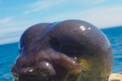 <p>Um pescador ficou surpreso com a aparência esquisita de um peixe que ele capturou no mar da Rússia.</p>
 -  (crédito: reprodução/Roman Fedortsov)