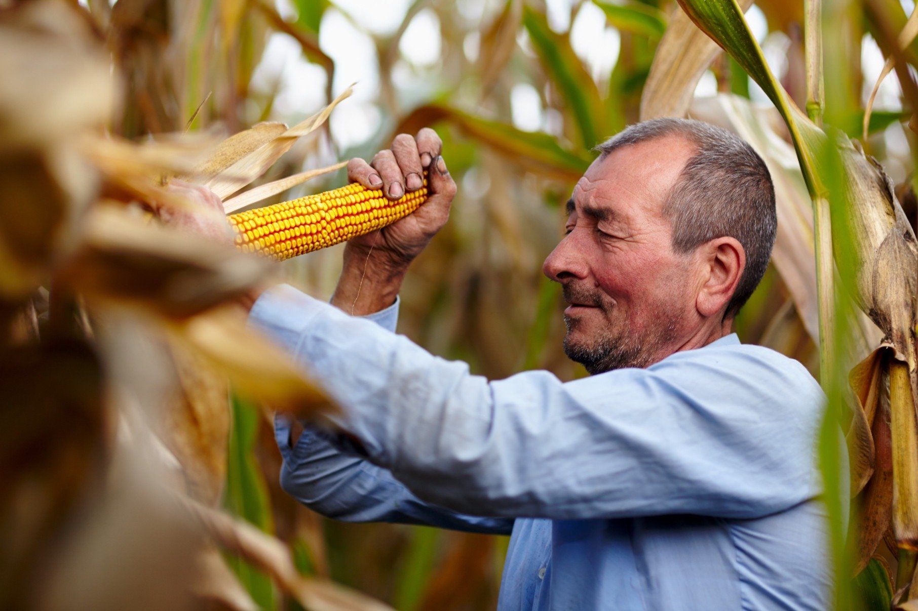 Agricultura familiar na Bahia quadruplica produtividade - DINO