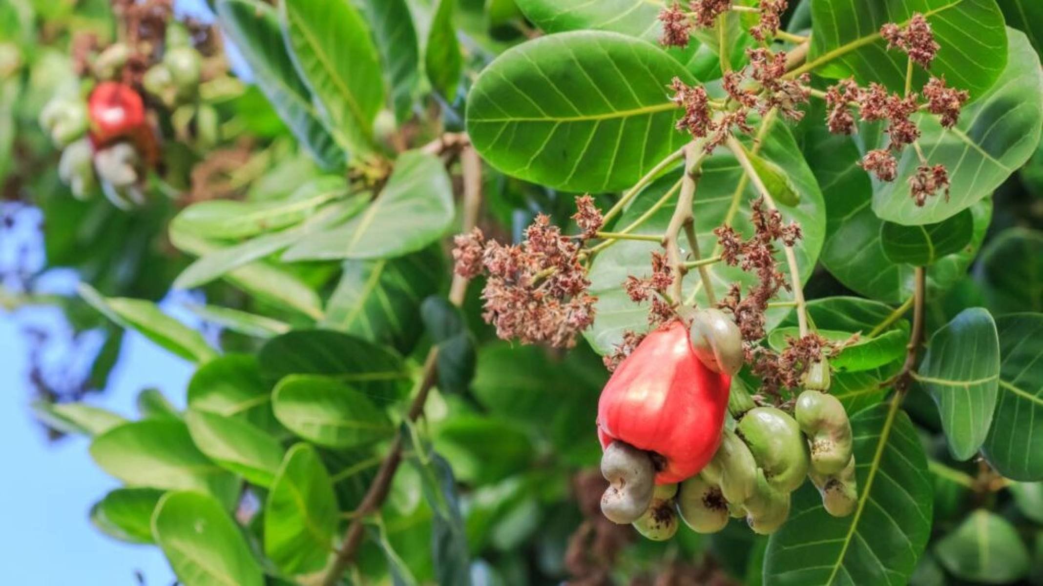 Entenda quais os benefícios do caju na alimentação - Portal Giro 10