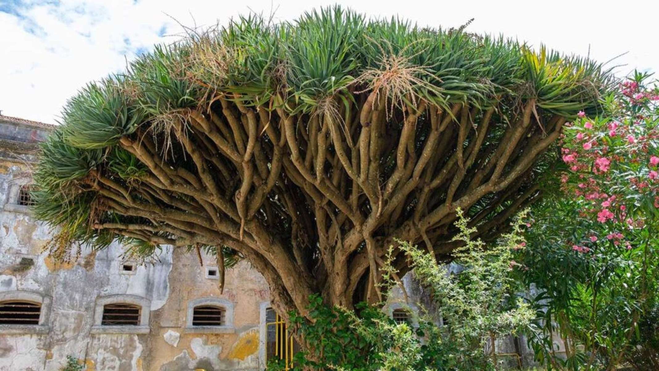 A árvore que sangra: os segredos da árvore-do-sangue-de-dragão - Portal Giro 10