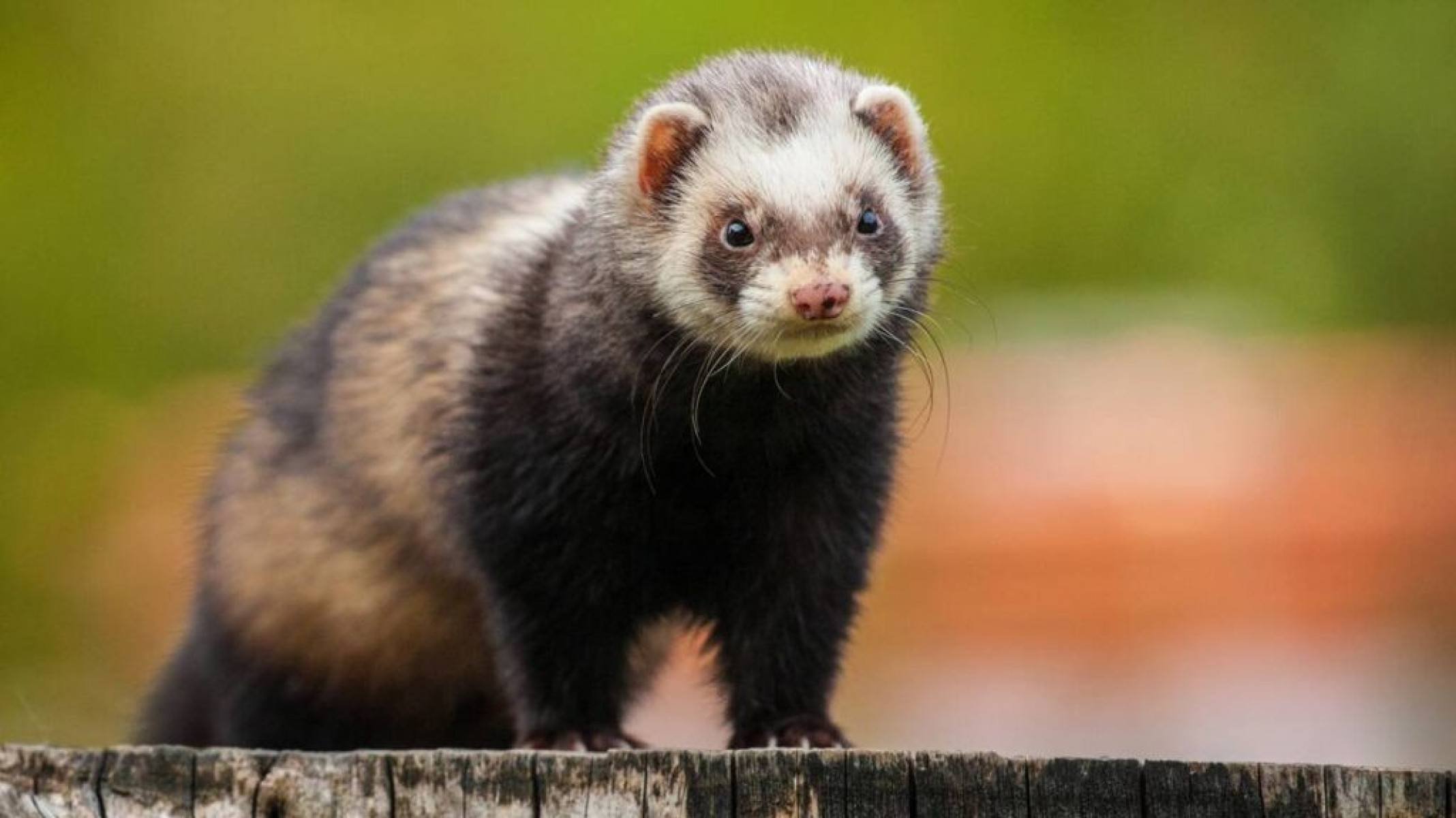 Tudo que você precisa saber antes de ter um furão como pet - Portal Giro 10