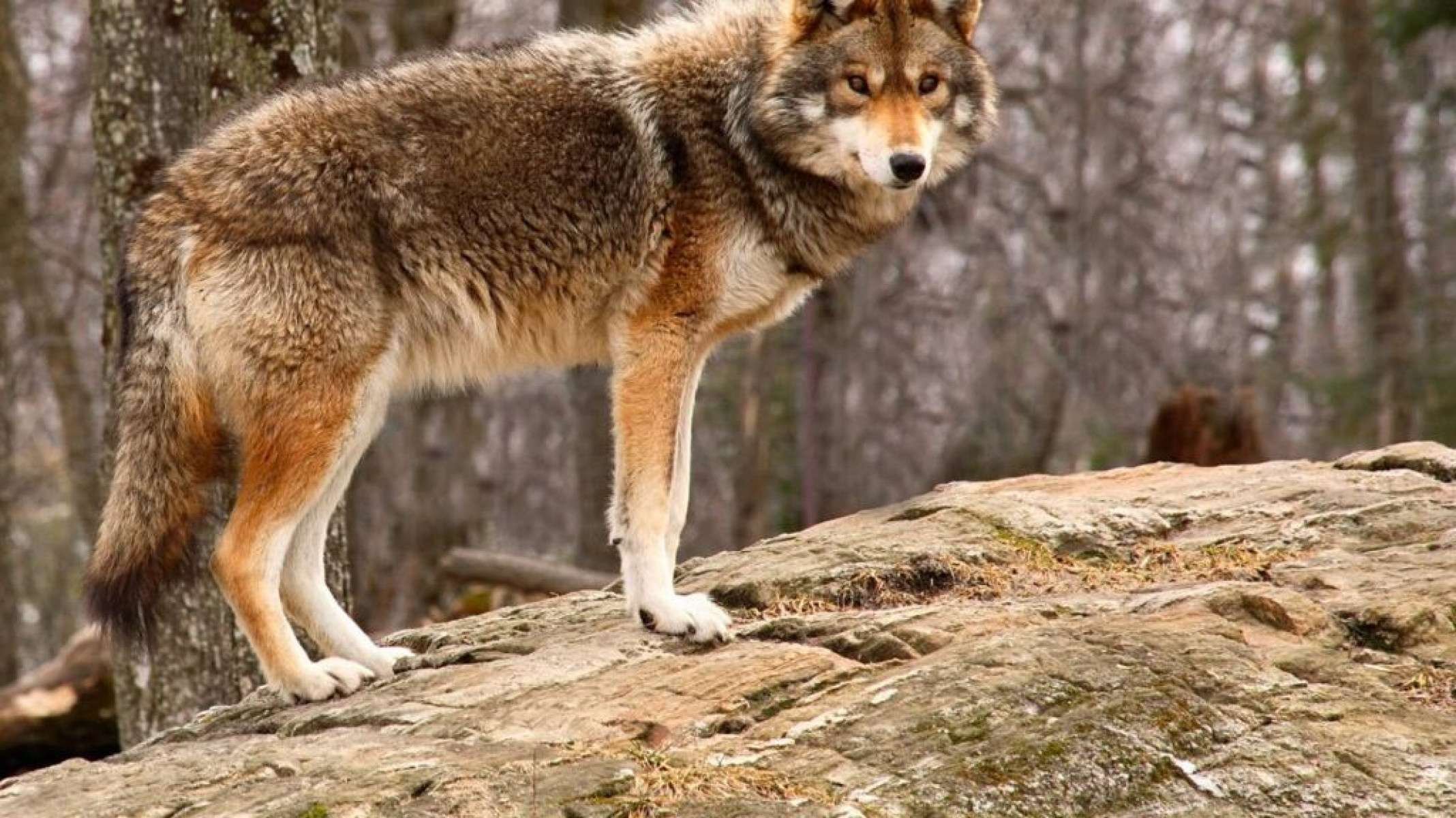 Caça e destruição de habitats: o caminho  para a extinção dos animais nos EUA - Portal Giro 10