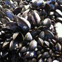 Santa Catarina lidera produção de moluscos bivalves no Brasil -  Imagem de Anna Ventura por Pixabay