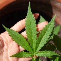 Anvisa discute nesta quarta regras para a produção de cannabis no país - lovingimages/ Pixabay