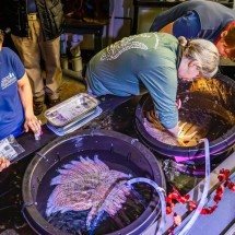Cientistas recriam estrela-do-mar predadora para salvar algas da Califórnia - Academia de Ciências da Califórnia