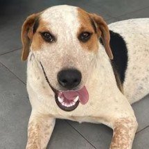 Após Orelha, cachorro comunitário Abacate é morto por um tiro no Paraná - Reprodução