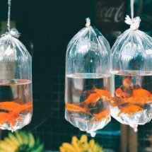 Peixinho minúsculo de aquário surpreende como grande predador dos lagos - Sri Lanka Unsplash