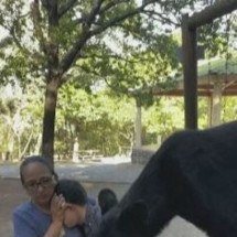 Pra quem não viu: urso invade piquenique e mulher se finge de estátua para salvar criança - Reprodução TV Globo