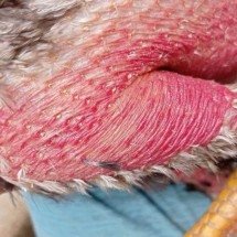 Homem é preso por manter rinha de galos em residência - PMMG/Reprodução