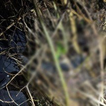 Vídeo: veja onde corpo de corretora mineira foi encontrado em Caldas Novas - PCGO/Reprodução