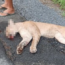 Morre onça-parda resgatada com marcas de atropelamento