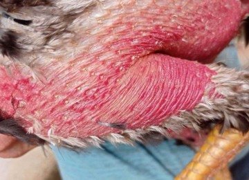 No local, os policiais apreenderam seringas, medicamentos, esporas artificiais, biqueiras de borracha e uma arena utilizada para treinamento dos animais -  (crédito: PMMG/Reprodução)