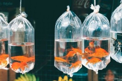 <p>Um dos peixinhos de aquário mais famosos que existem se torna um predador voraz quando cresce em grandes lagos.</p>
 -  (crédito: Sri Lanka Unsplash)