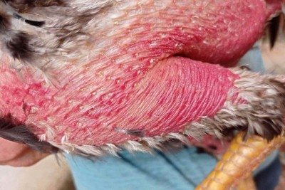 No local, os policiais apreenderam seringas, medicamentos, esporas artificiais, biqueiras de borracha e uma arena utilizada para treinamento dos animais -  (crédito: PMMG/Reprodução)