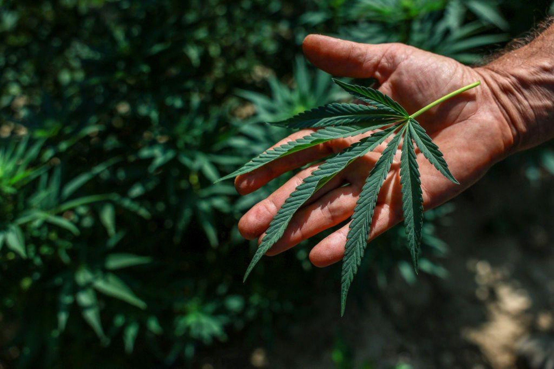 Uma produção de óleo de cannabis em Belo Horizonte -  (crédito: Dado Galdieri/Bloomberg via Getty Images)
