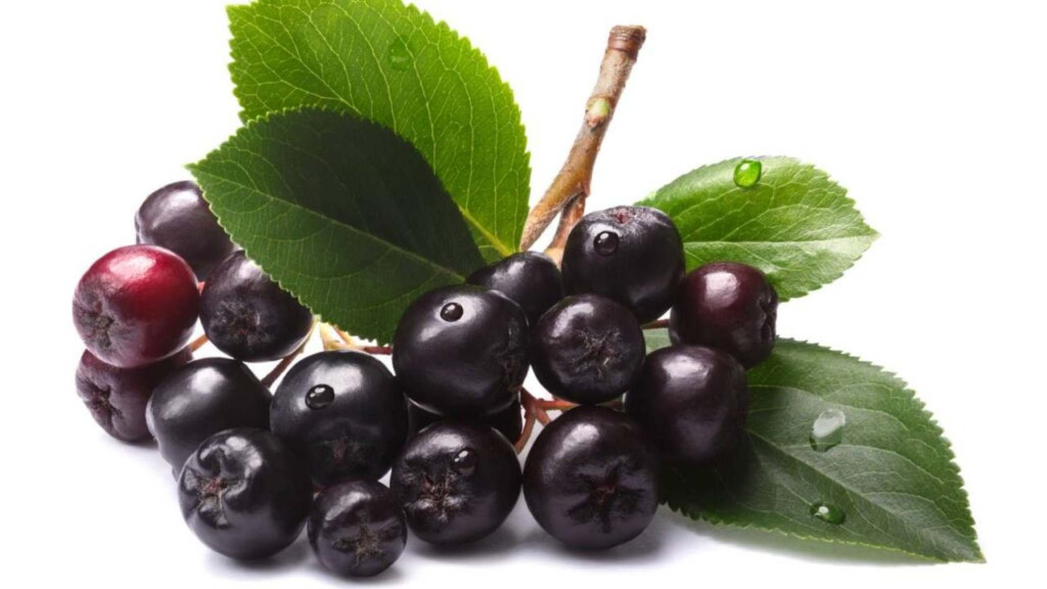 Arônia-Negra: A fruta pouco conhecida, mas poderosa e cheia de antioxidantes - Portal Giro 10