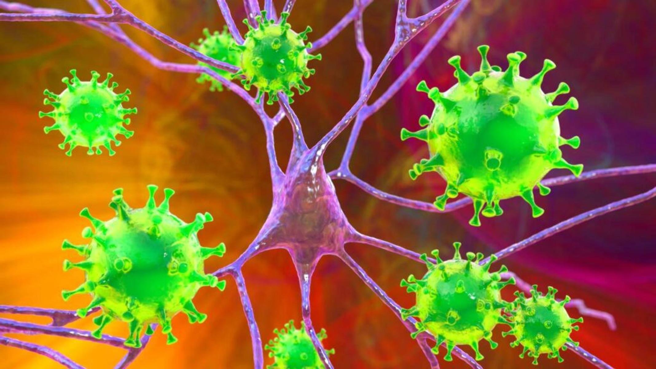 Vírus Nipah: sintomas, transmissão e por que o mundo está atento - Portal Giro 10