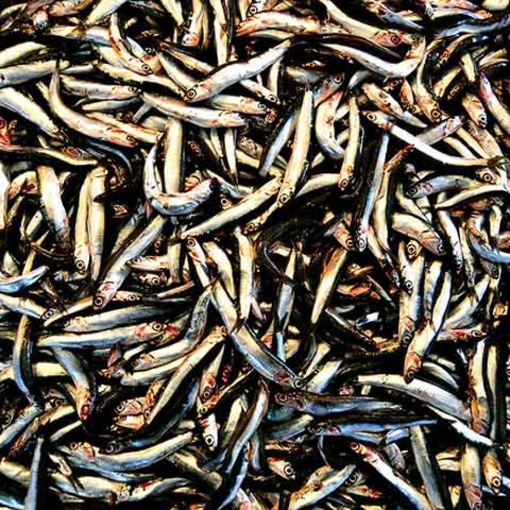 Rica em nutrientes, anchova fortalece os ossos e ajuda a melhorar o humor