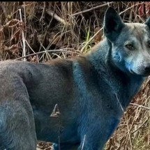 Por que ficaram assim? Coloração azul de cães de Chernobyl impressiona cientistas - Clean Futures Fund Divulgação 