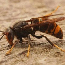 Confira o que fazer em caso de ataque de marimbondos ou vespas - Freepik