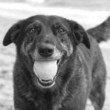  Morte do cão Orelha: BH terá passeata contra maus-tratos aos animais - Reprodução/Redes Sociais 