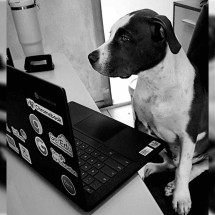 Cão morre após ingerir alimento arremessado na varanda de casa - Arquivo pessoal