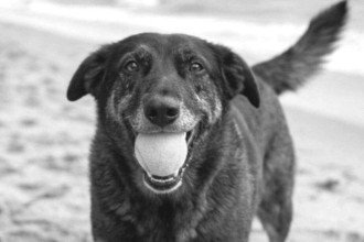  Morte do cão Orelha: BH terá passeata contra maus-tratos aos animais