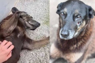 Cão Orelha, animal comunitário que foi vítima de agressões na Praia Brava em Florianópolis e precisou passar por eutanásia  -  (crédito: Reprodução/NDTV)