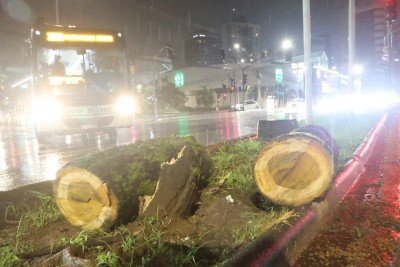 Ventos derrubaram &aacute;rvores, uma delas na Avenida do Contorno, na altura do Bairro Funcion&aacute;rios, na Regi&atilde;o Centro-Sul de BH: o tronco chegou a obstruir a via, mas j&aacute; foi retirado -  (crédito: Marcos Vieira/EM/D.A.Press)