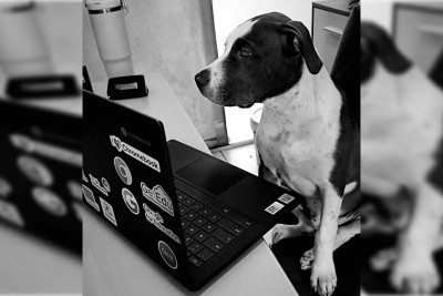 Merlim morreu após ser envenenado em Ceilândia -  (crédito: Arquivo pessoal)